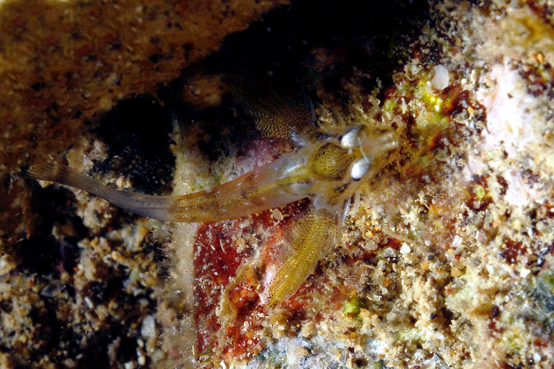 Avannotto da determinare (juvenile Lipophrys cf. trigloides)